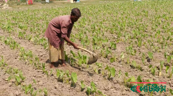 DAE provides guidelines for farmers with mercury nearing 40 degrees